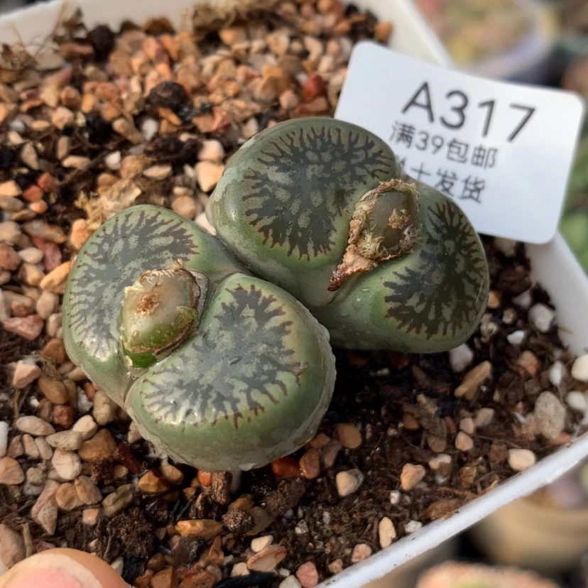 【闪购商品】39包邮