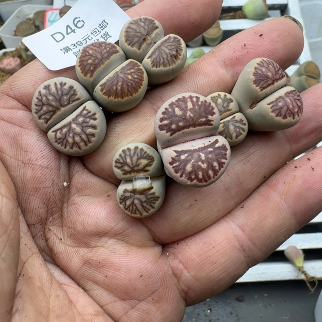 小****)46哈哈哈哈哈哈姐姐