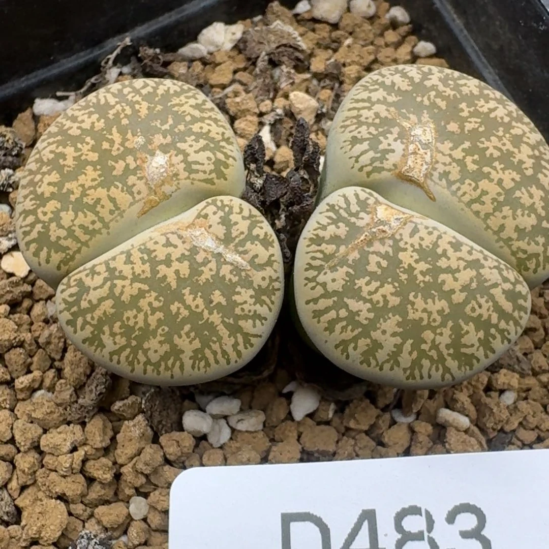 39包邮483福利有疤