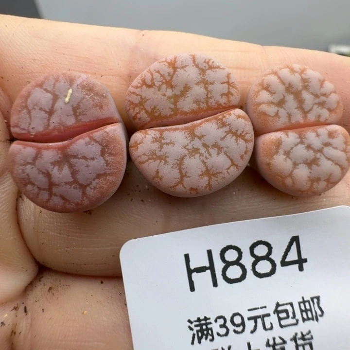 39包邮884拿铁福利11111