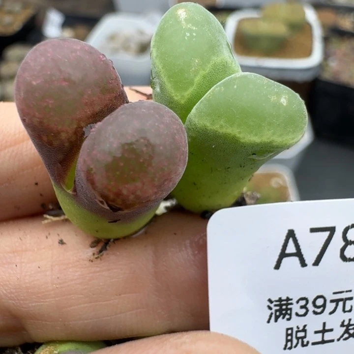 杺***贝39包邮786福利1111