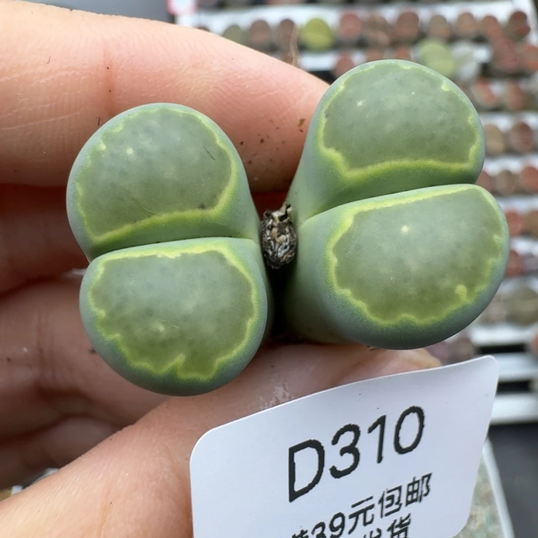 39包邮310福利1111