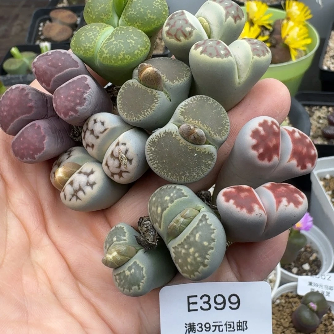 39包邮399福利腿长介意勿拍