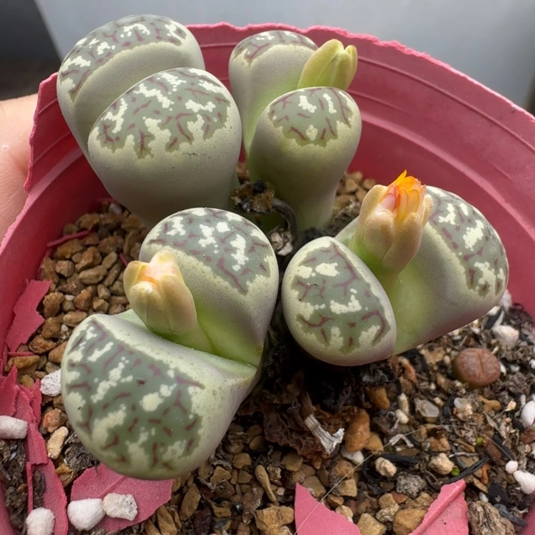 39包邮923腿长福利介意勿拍