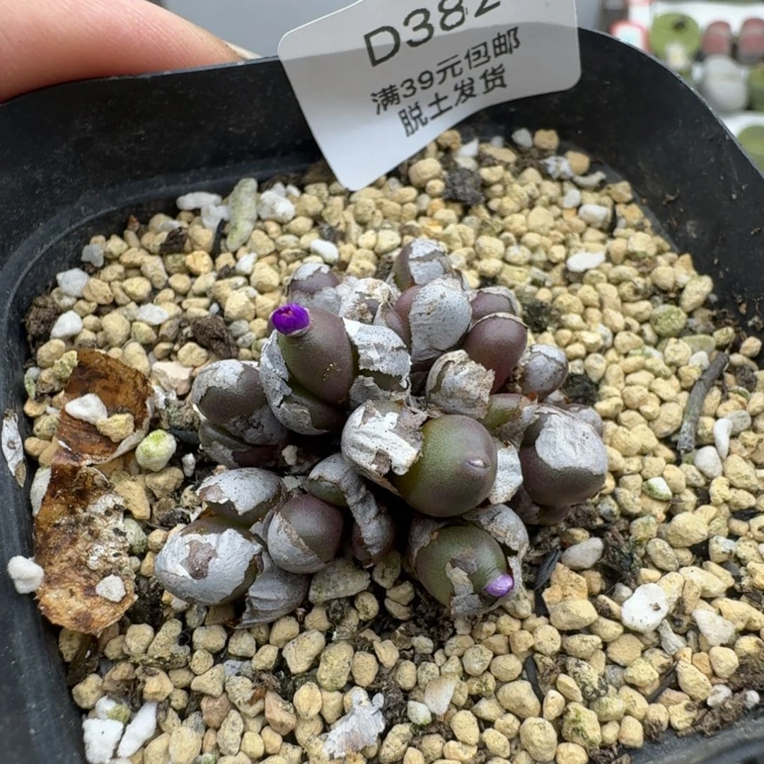 382哈哈哈哈哈哈哈哈多肉