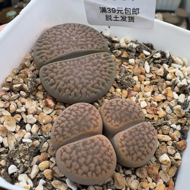 39包邮961福利大黑富贵3.9
