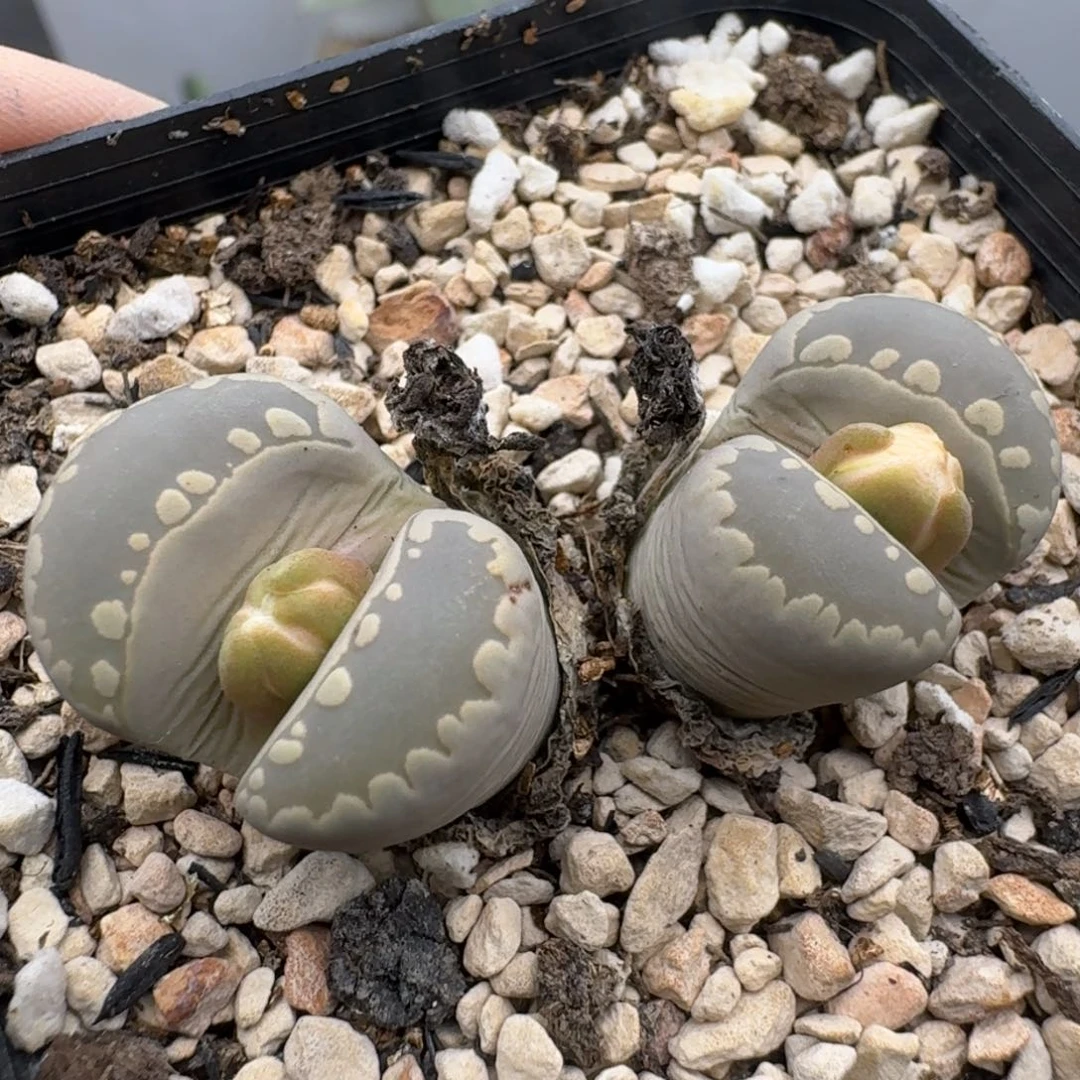 39包邮137福利大牙多肉植物