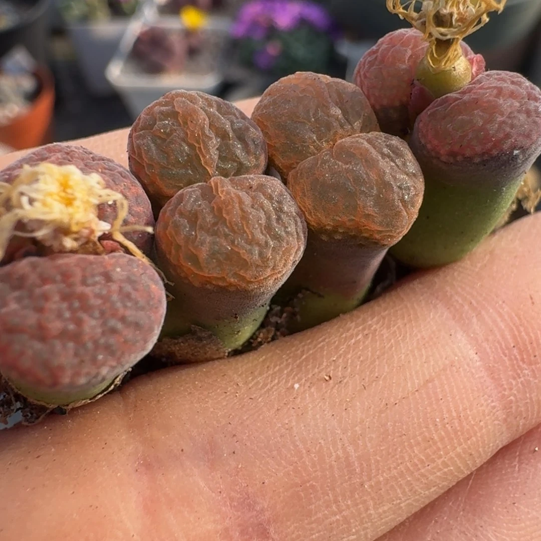 39包邮540福利1111