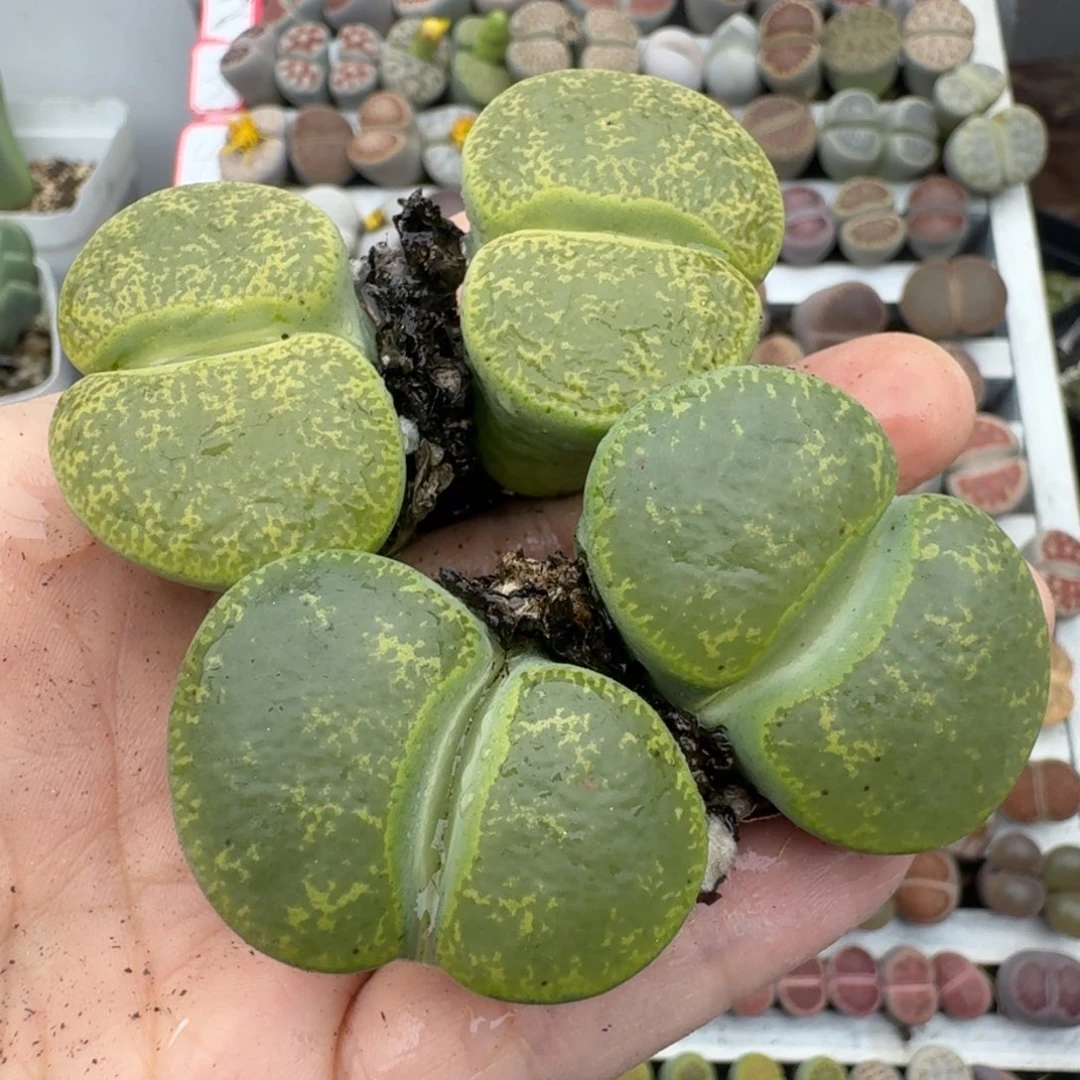 39包邮125福利11111