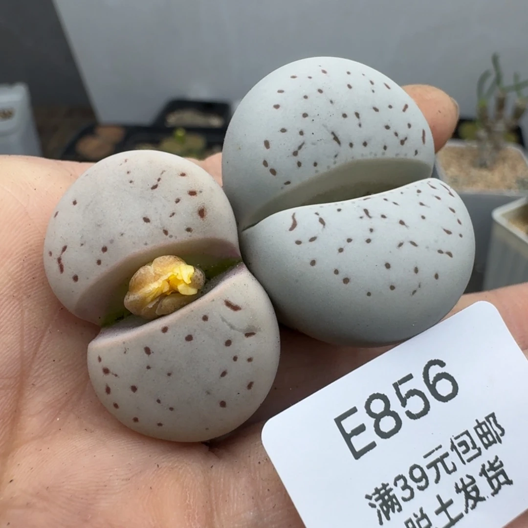 39包邮856福利腿长