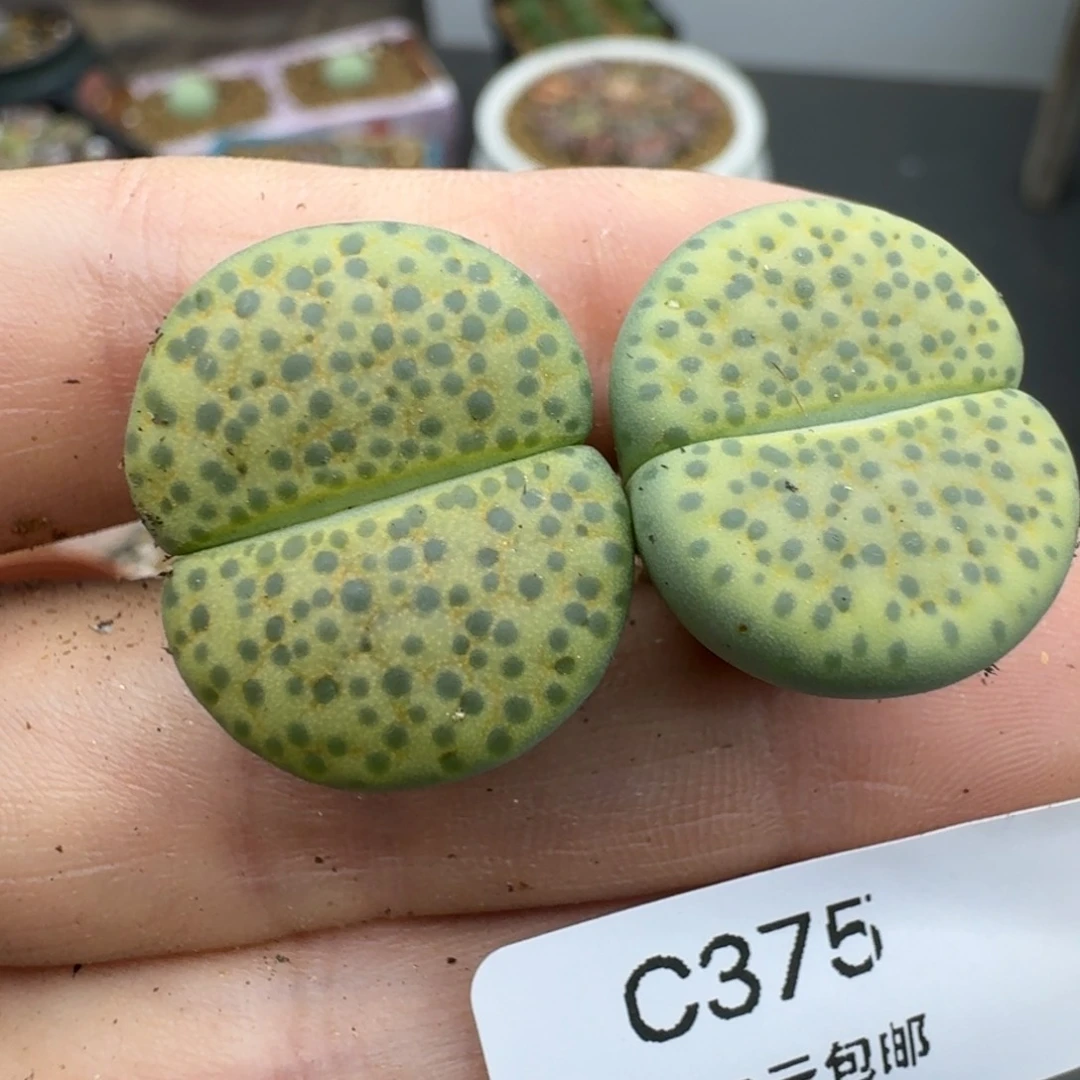 39包邮375福利1111