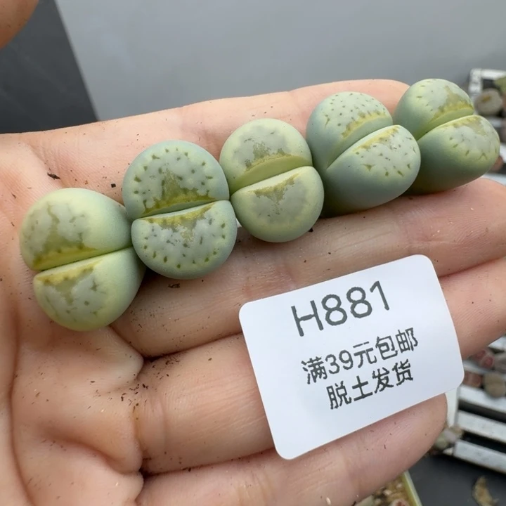 39包邮881福利11111