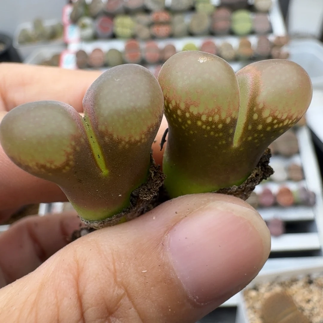 39包邮982福利1111