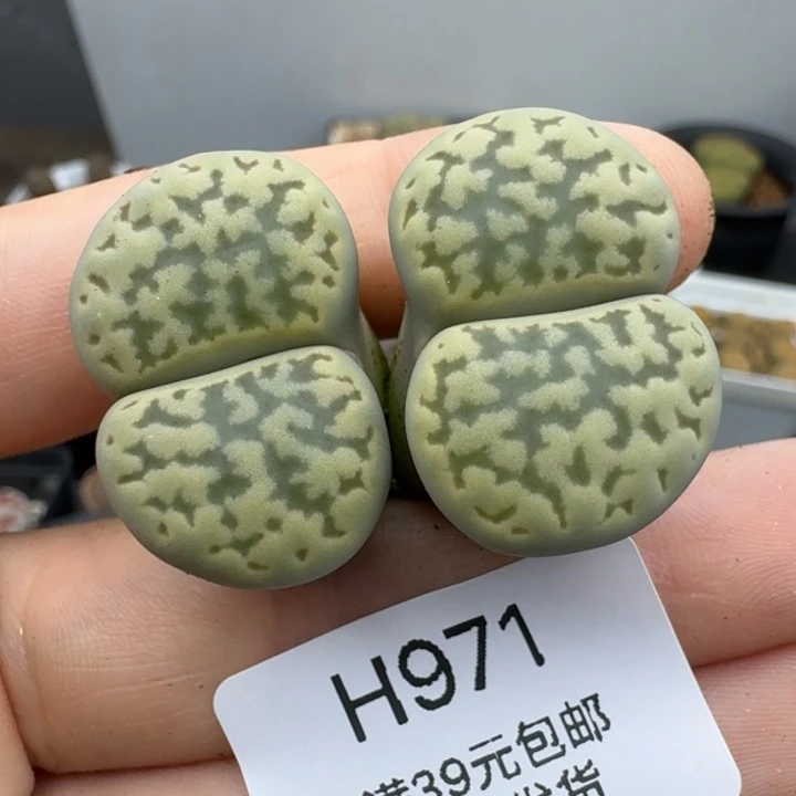 39包邮971福利11111