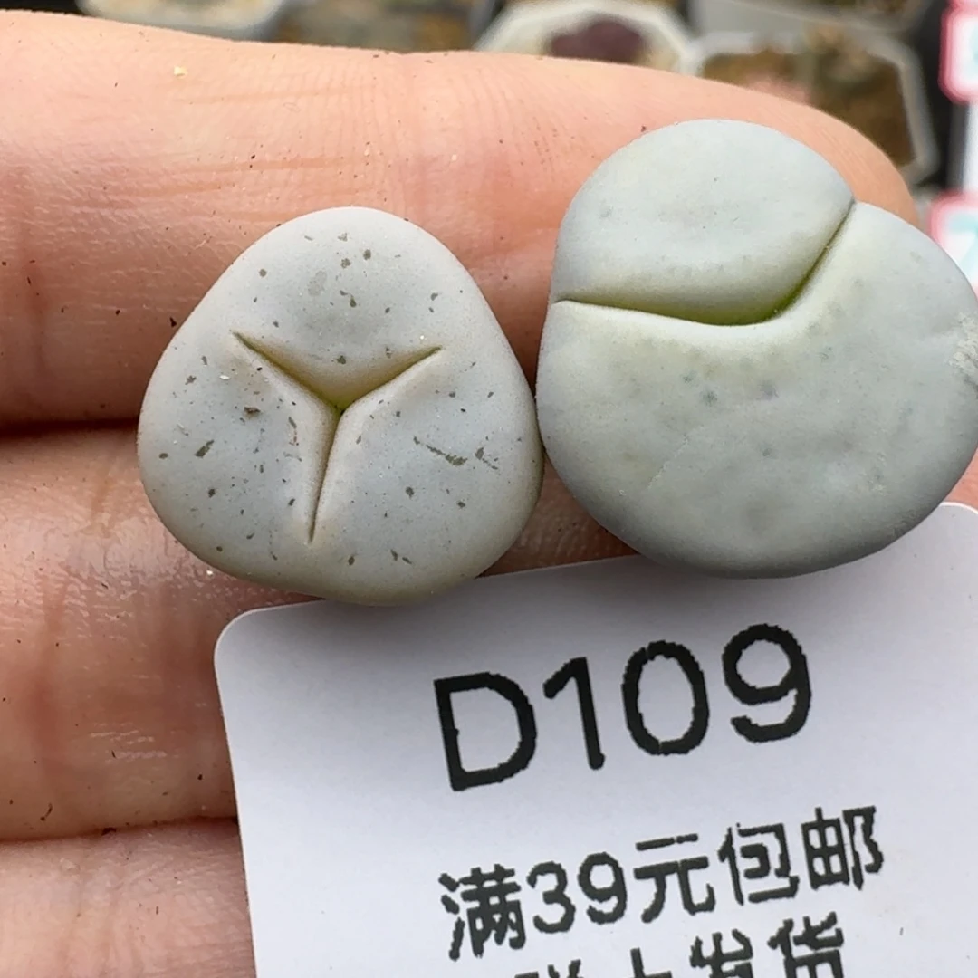 39包邮109福利1111