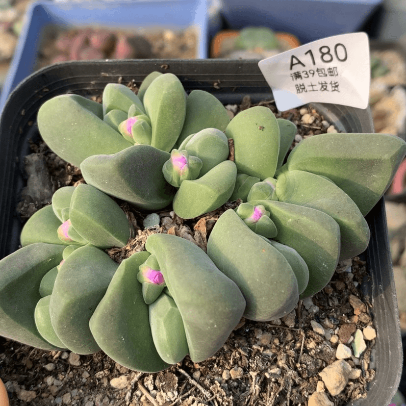 【闪购商品】39包邮