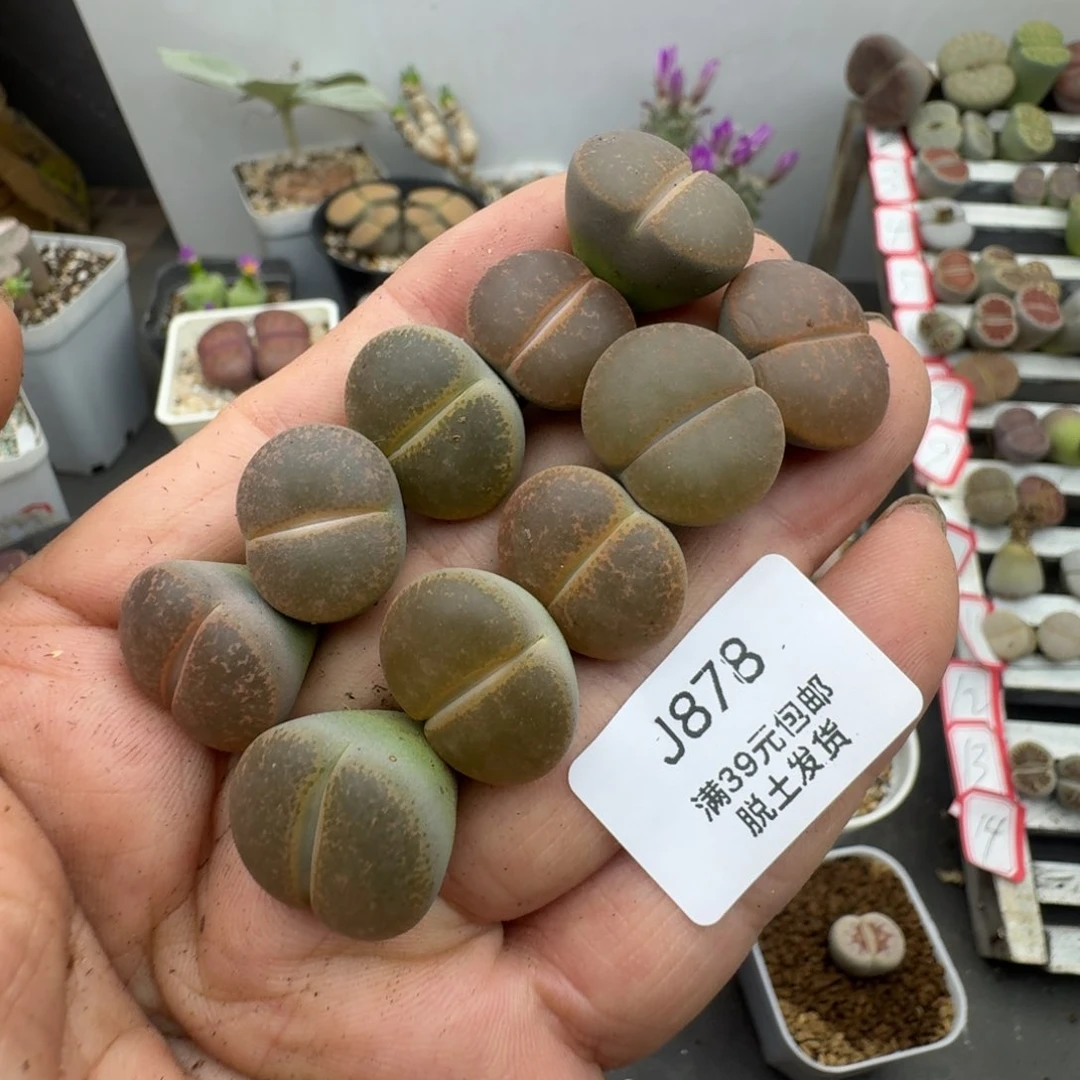 878哈哈哈哈哈哈哈哈哈