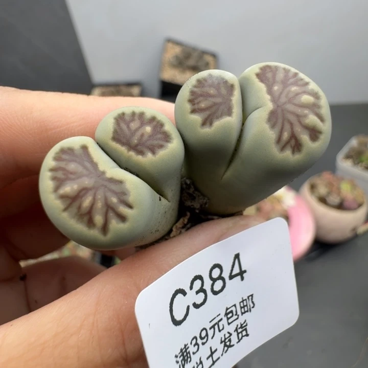 39包邮384福利1111