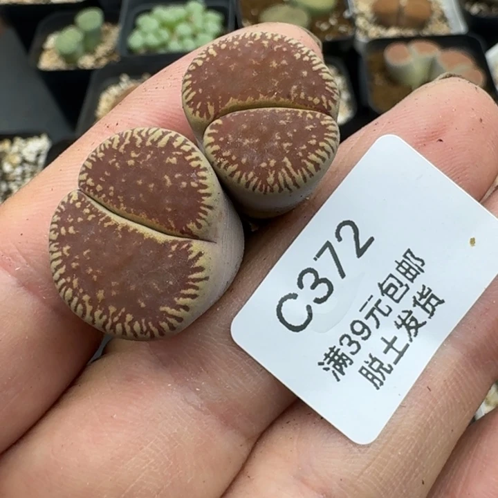 372哈哈哈哈哈哈哈