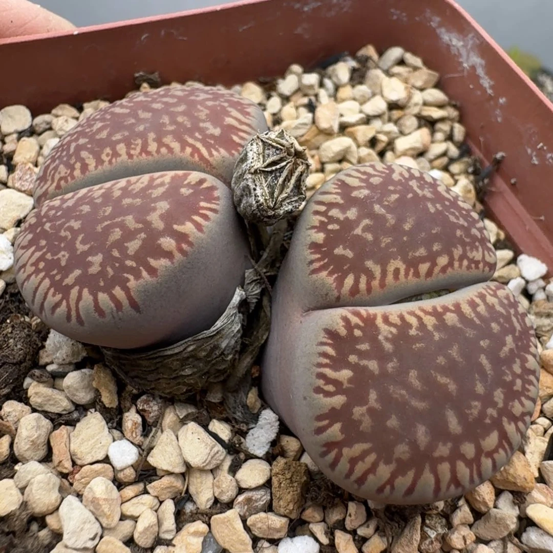 39包邮586福利11111