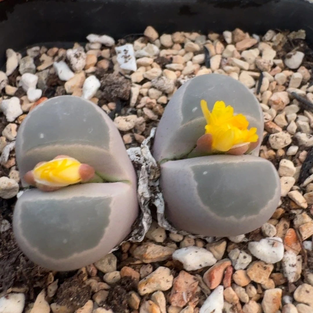 39包邮899福利111111