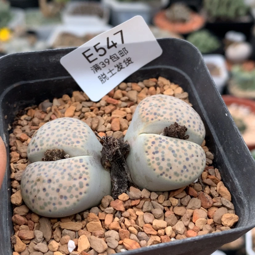 【闪购商品】547号