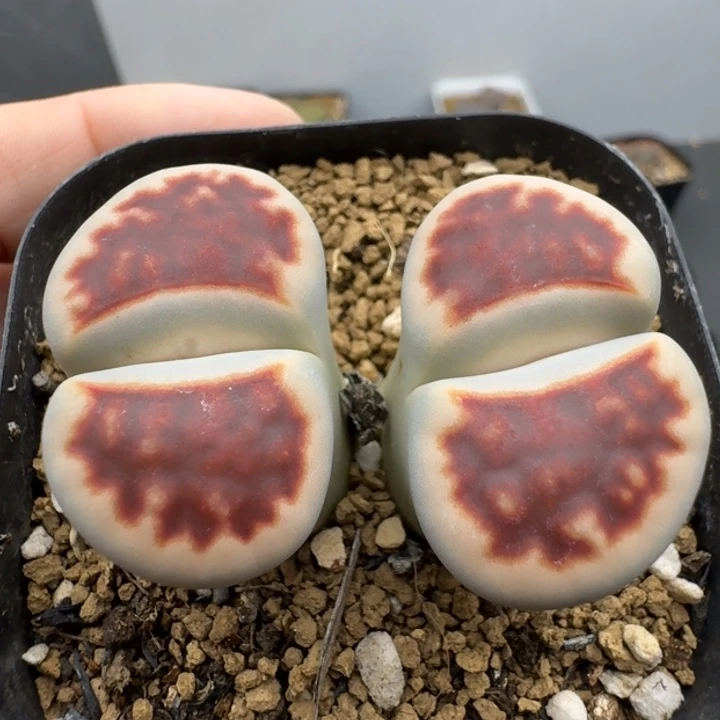 39包邮682福利11111