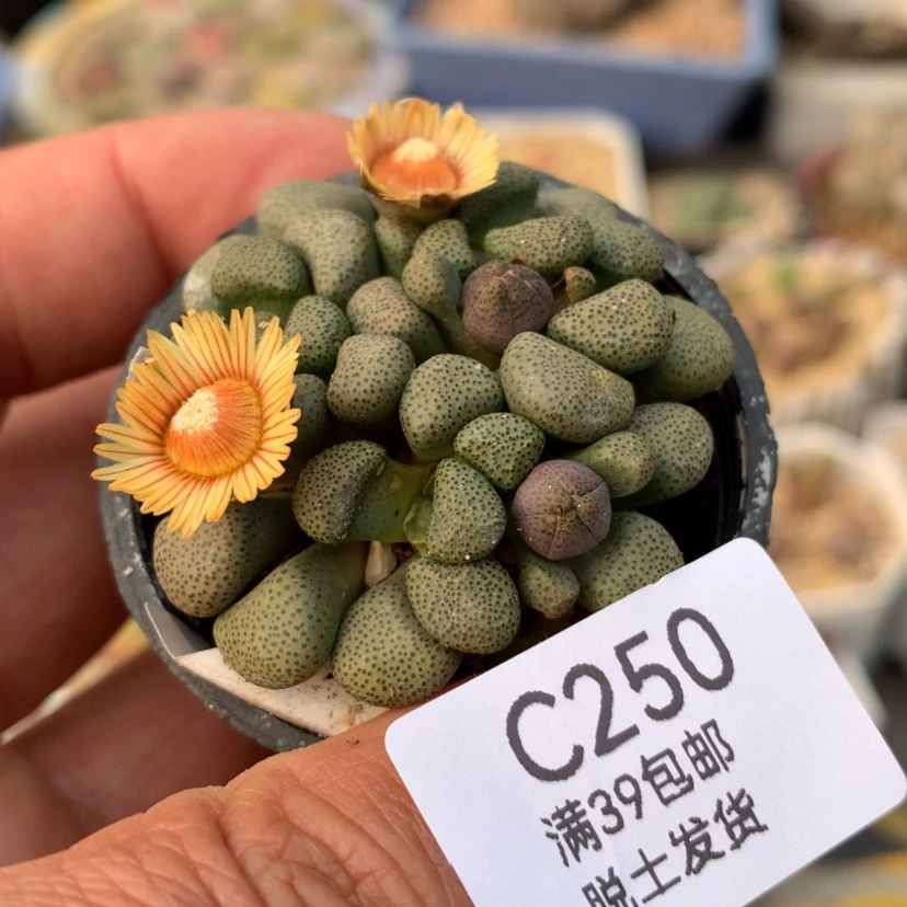 【闪购商品】250号
