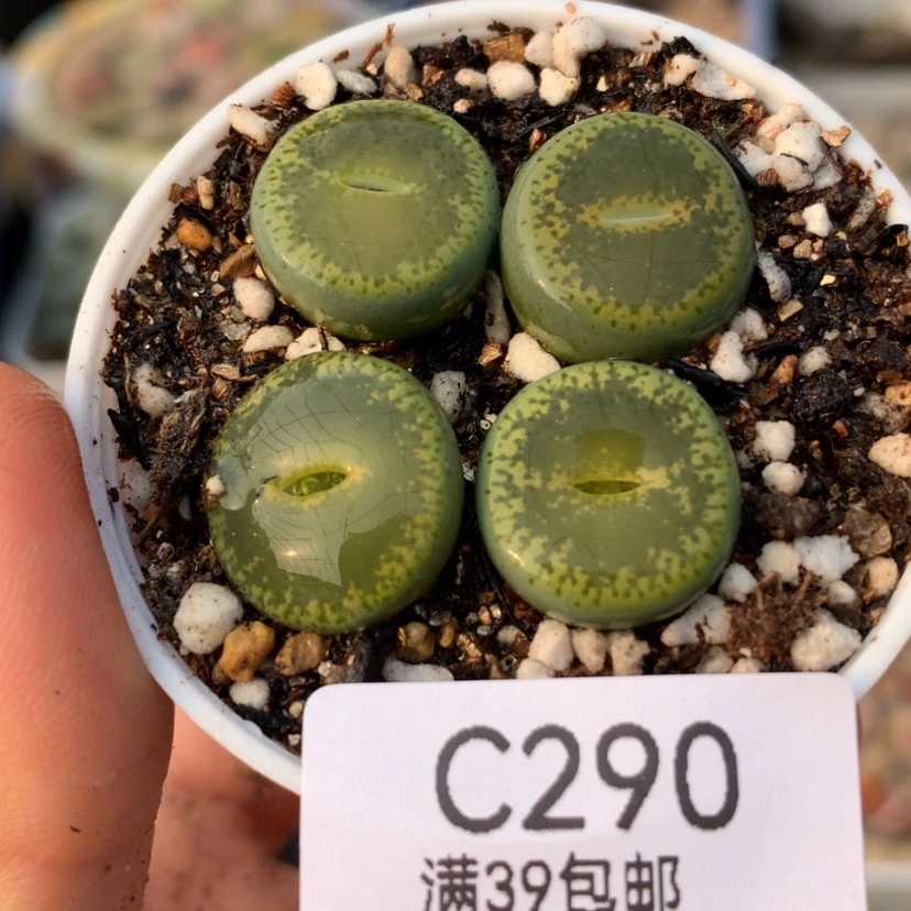 【闪购商品】39包邮