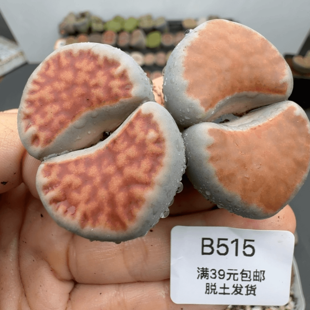 39包邮515福利4.3厘米大冰橙111
