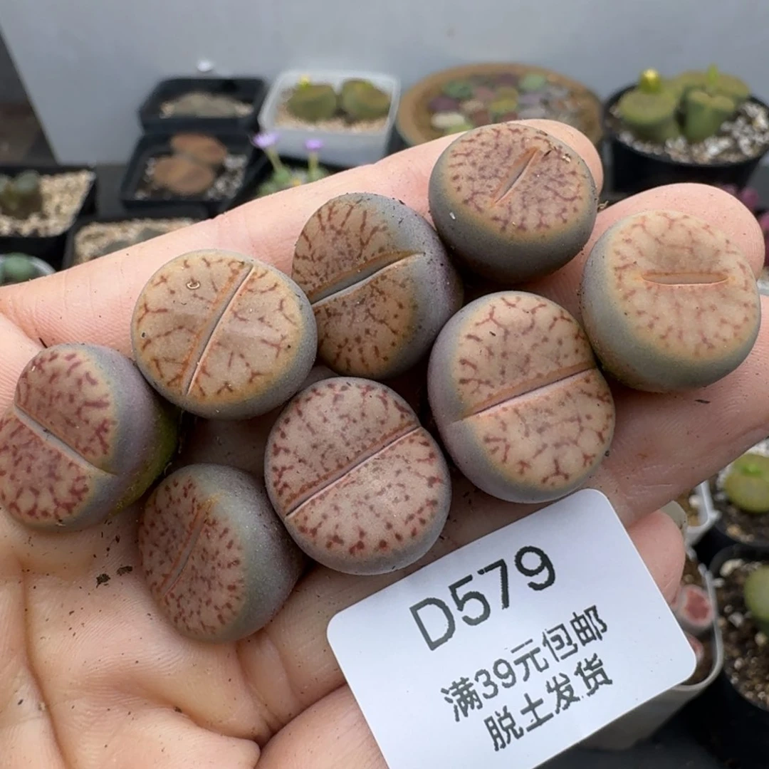 39包邮579福利11111