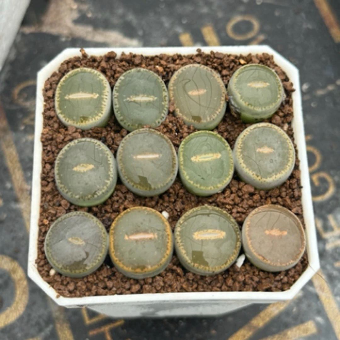 【12颗和田玉】多肉植物生石花和田随机脱土发尺寸1.5厘米偏远除外