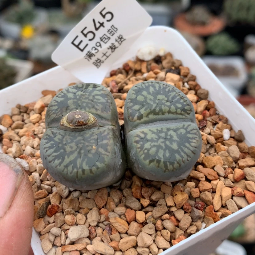 【闪购商品】545号