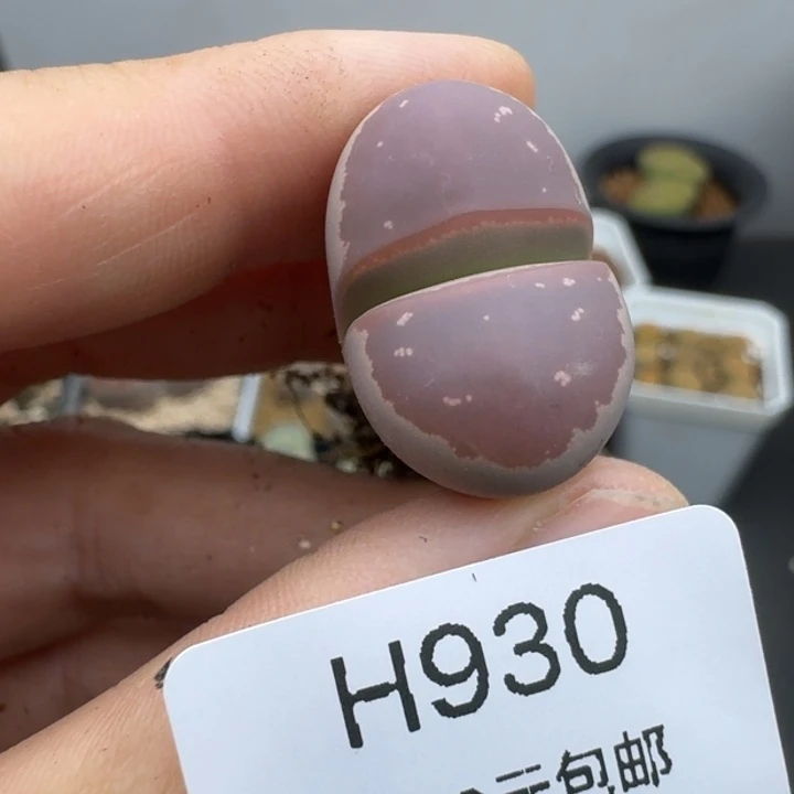 39包邮930腿长福利1111