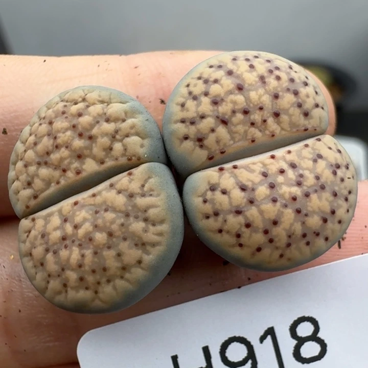 39包邮918福利1111