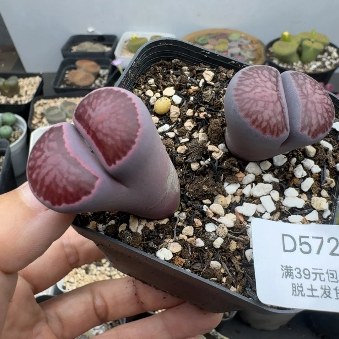 39包邮572腿长福利介意勿拍