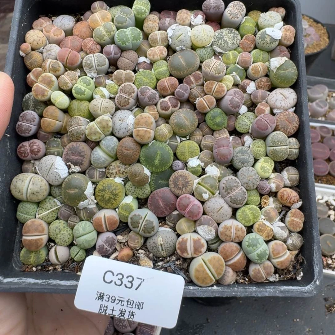 半***-包邮337福利带盆土发货偏远除外
