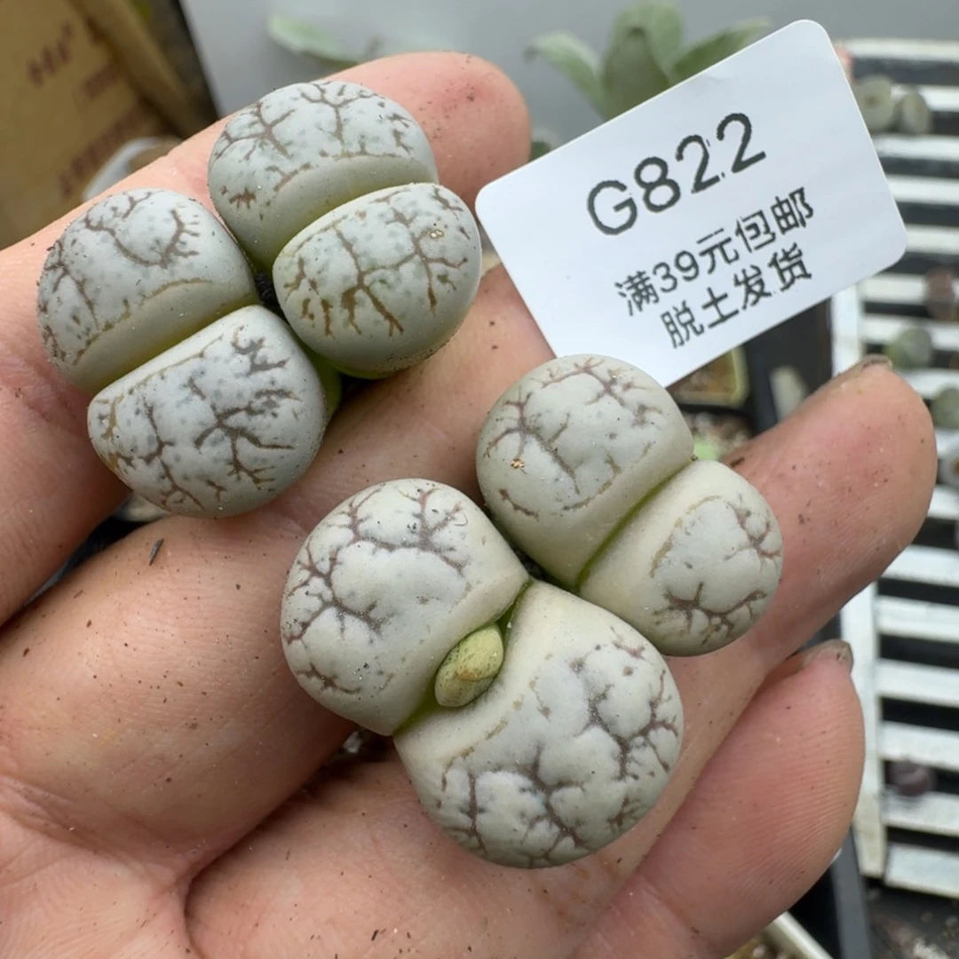 822哈哈哈哈哈哈哈哈哈哈哈