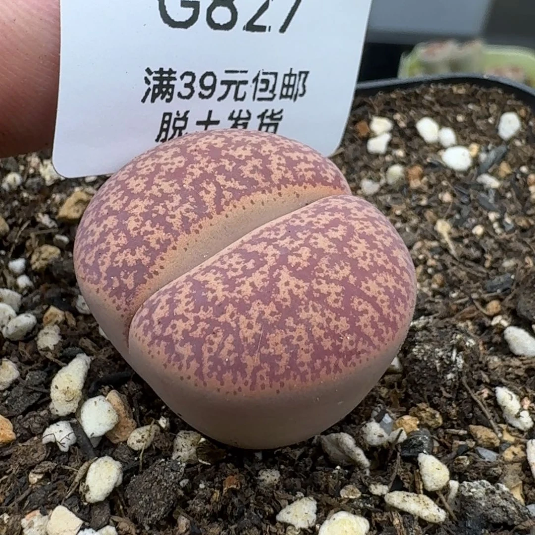 827哈哈哈哈哈哈哈哈哈哈