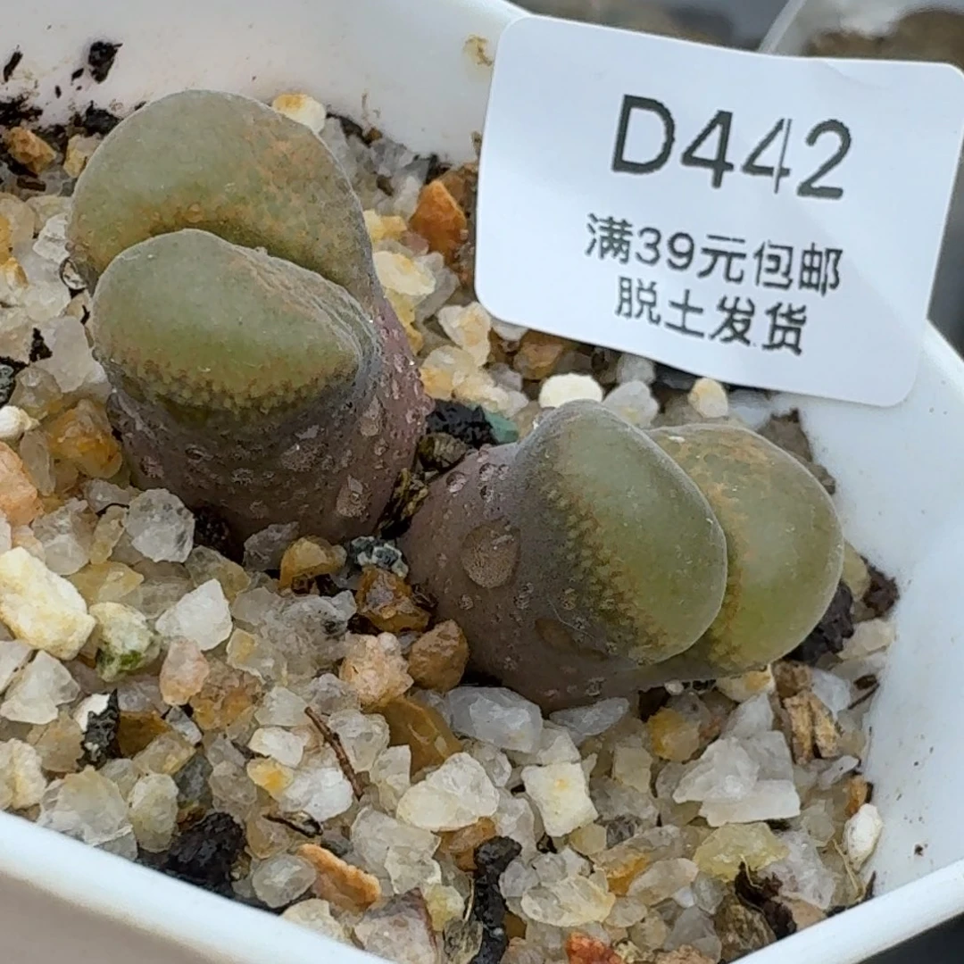 442哈哈哈哈哈哈哈