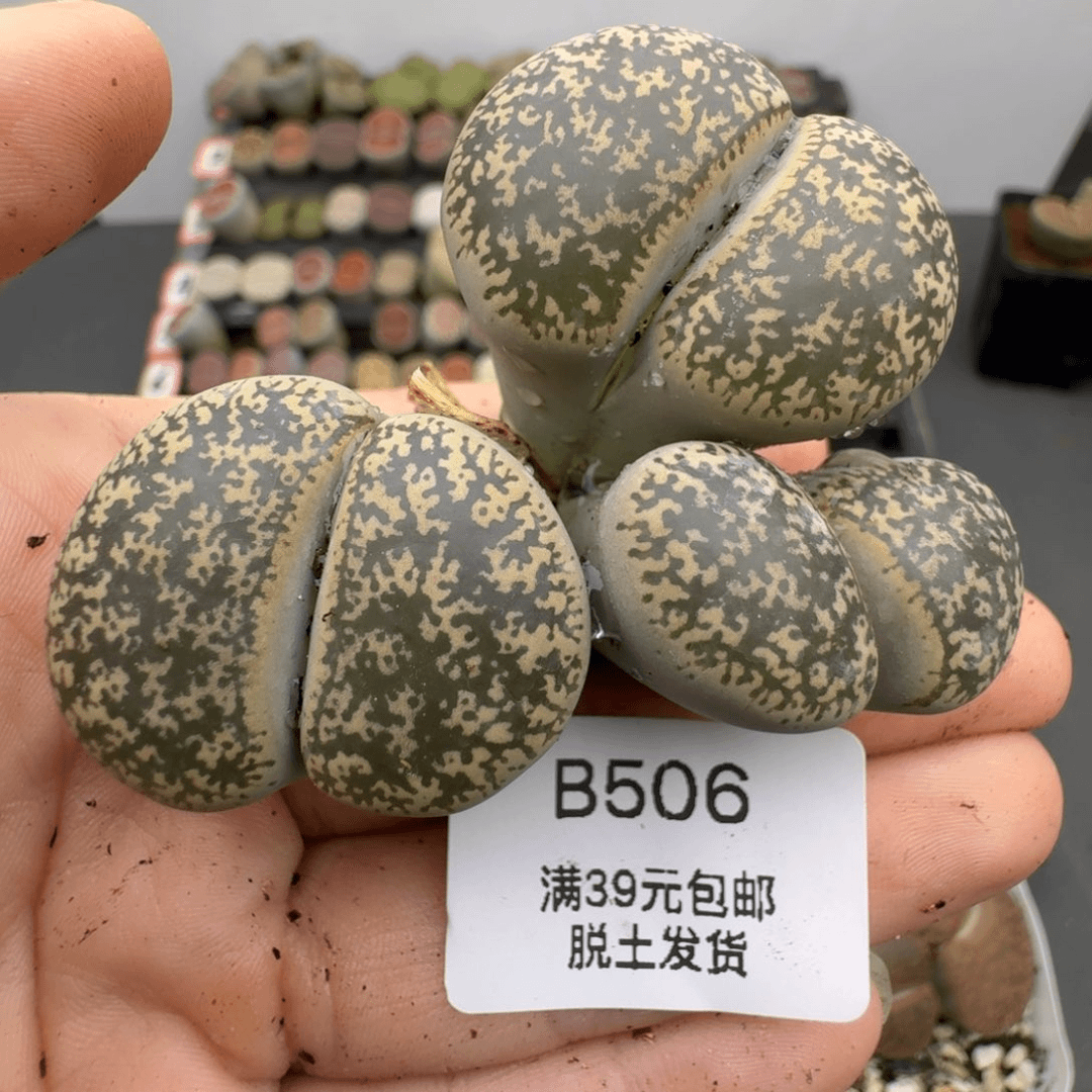 39包邮506腿长福利111111