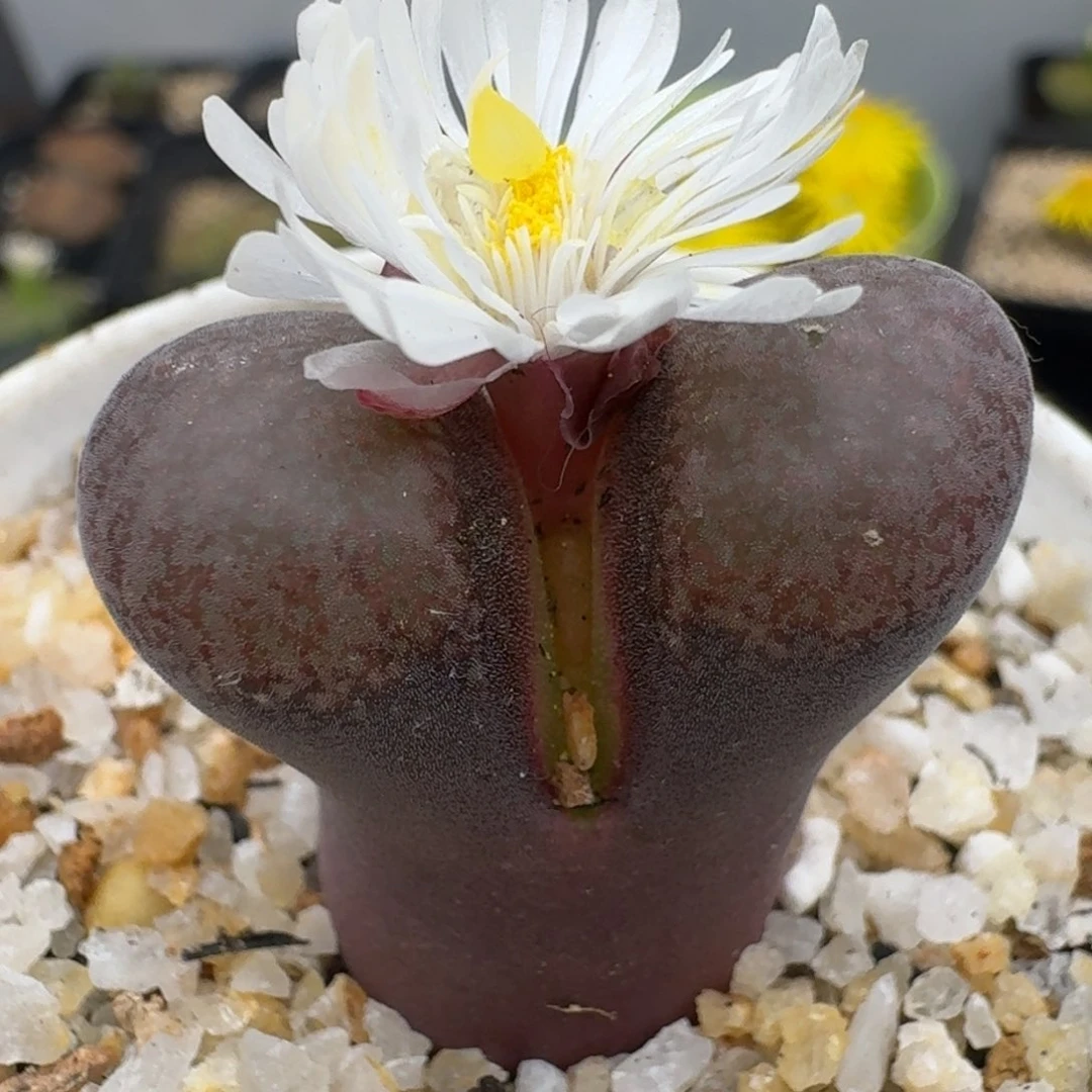 39包邮363福利111111