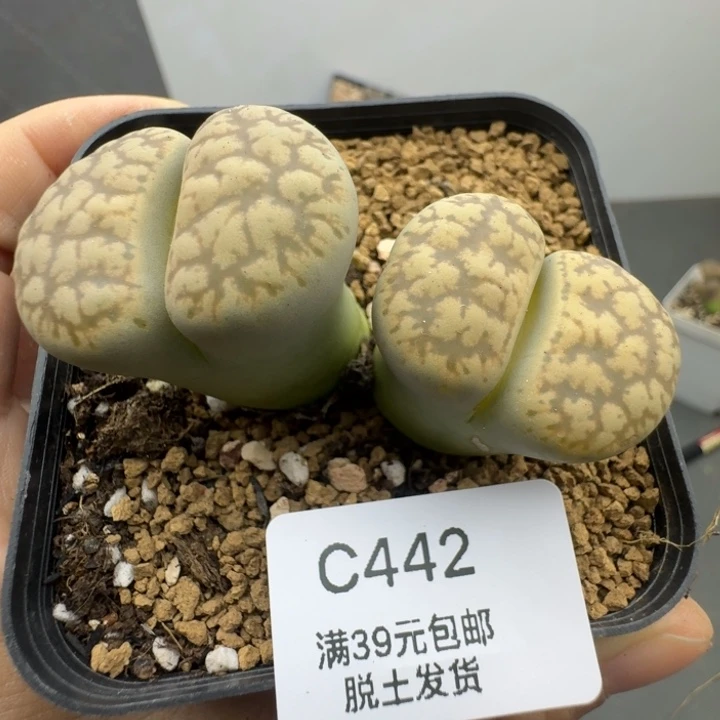 39包邮442福利1111