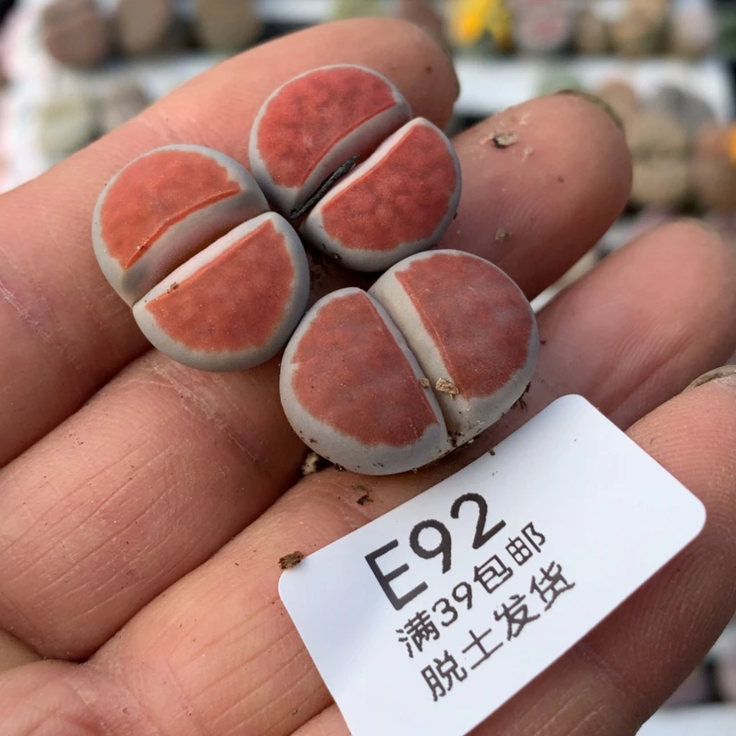 【闪购商品】૮****娃092号