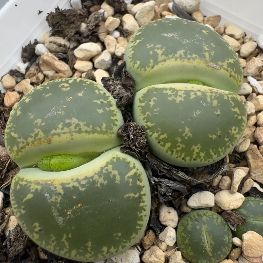 39包邮109福利绿宝石