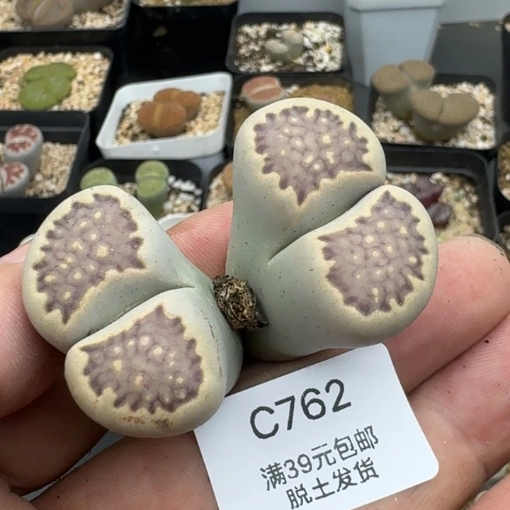762哈哈哈哈哈哈