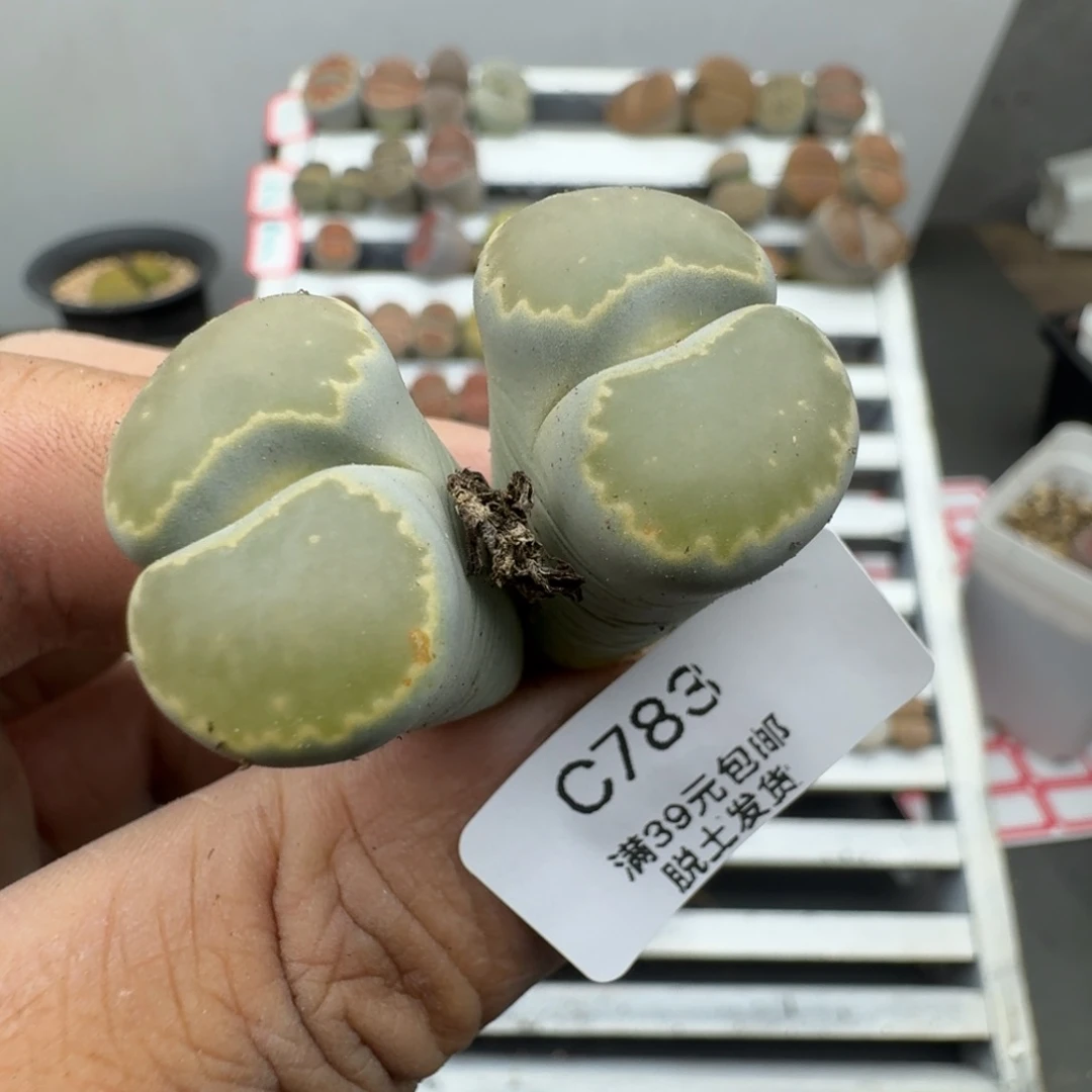 783号就好哈哈哈哈哈哈