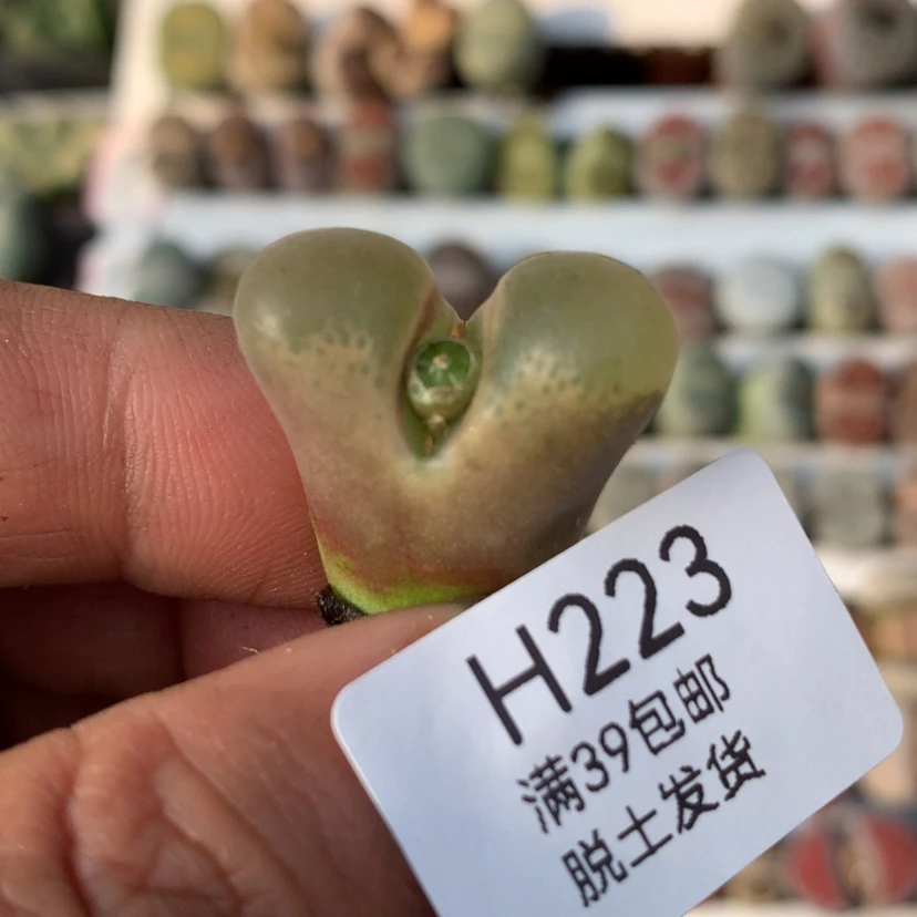 【闪购商品】一**光一米阳光
