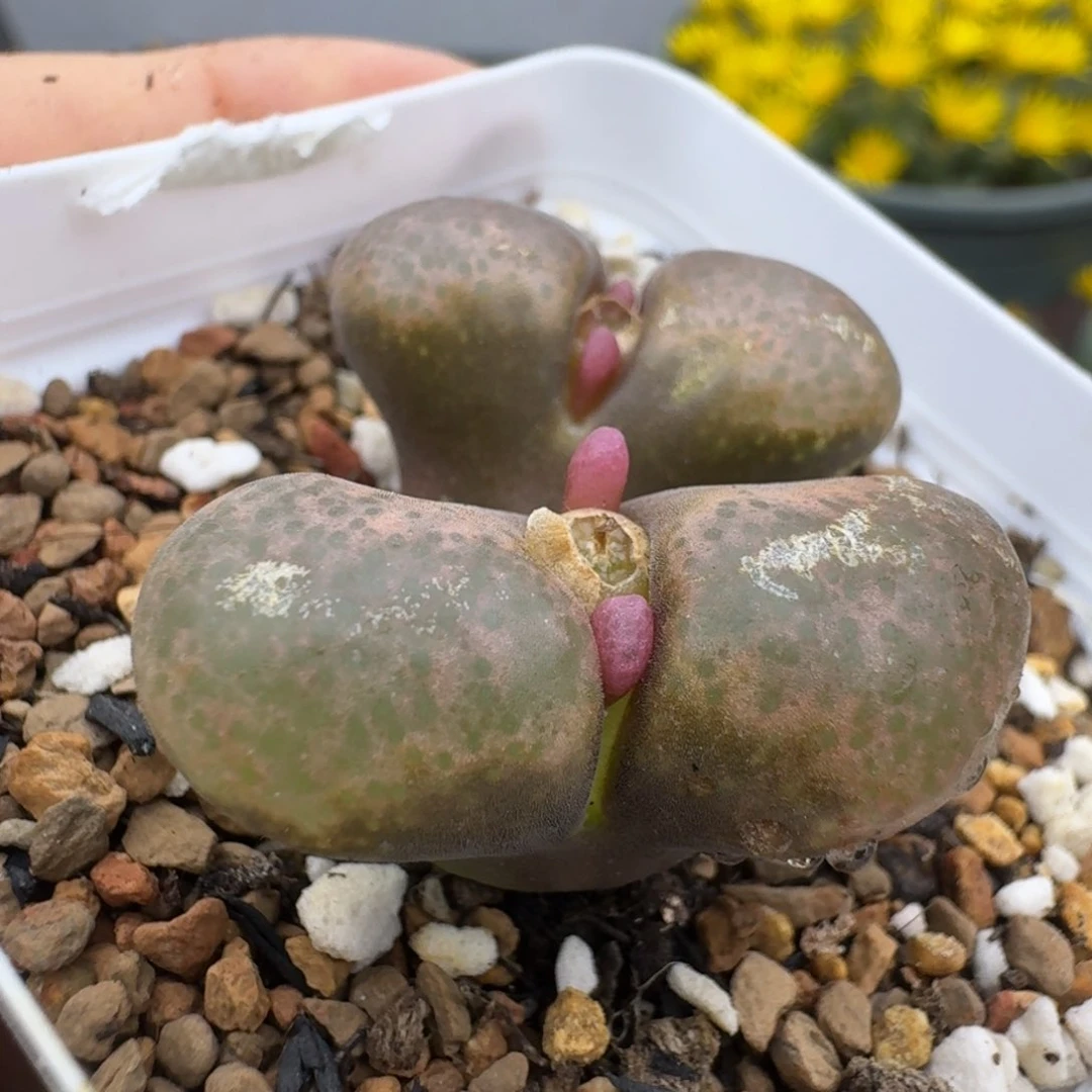 39包邮33福利1111111