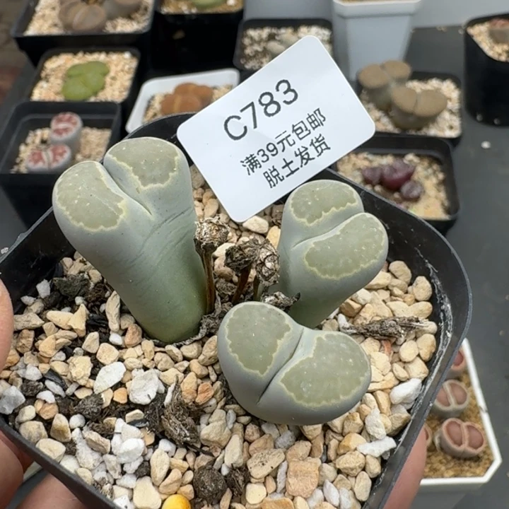 783哈哈哈哈哈哈哈
